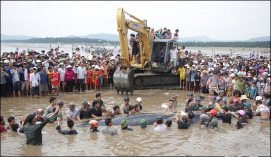 挖掘機(jī)挖水道送鯨魚(yú)回家